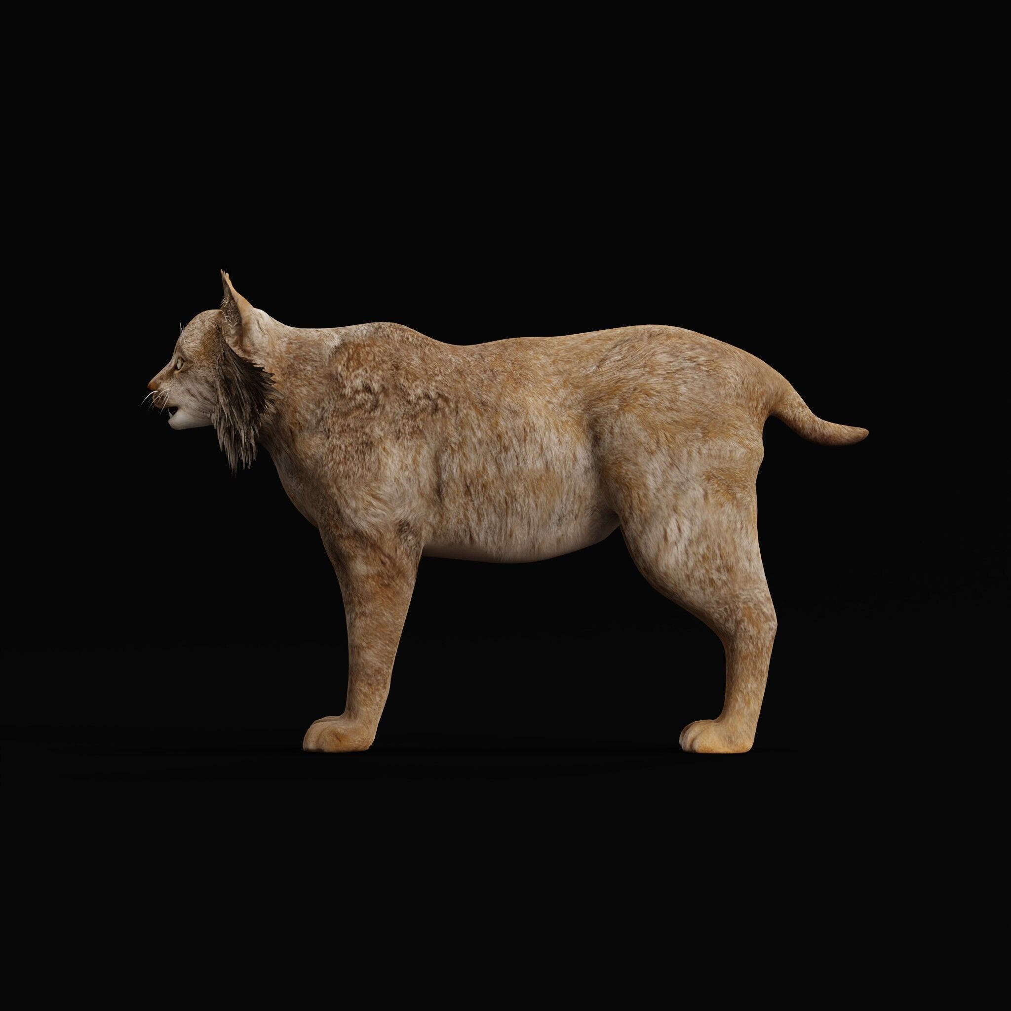 Canadian Lynx 3D model_51