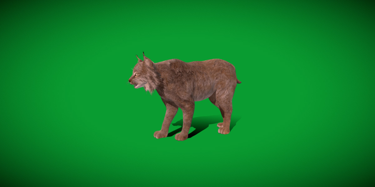 Canadian Lynx 3D model_49
