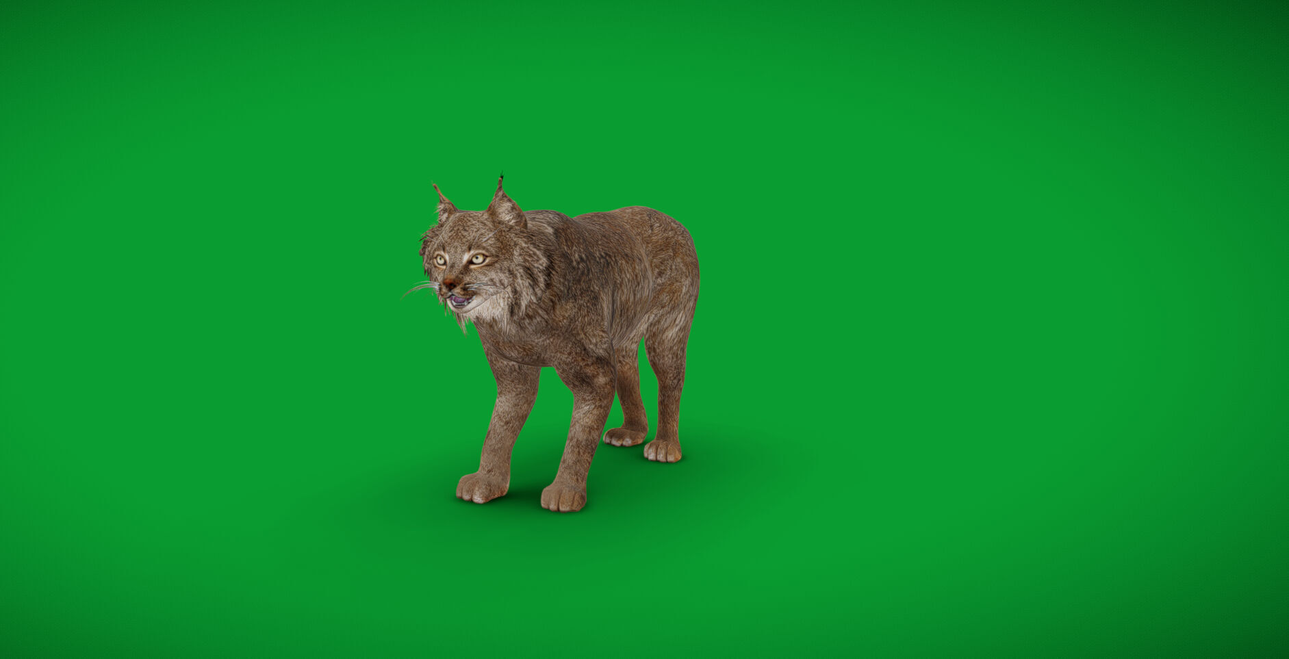 Canadian Lynx 3D model_58