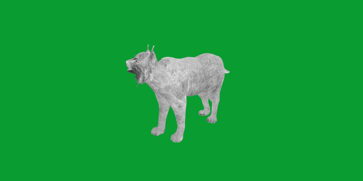 Canadian Lynx 3D model_15