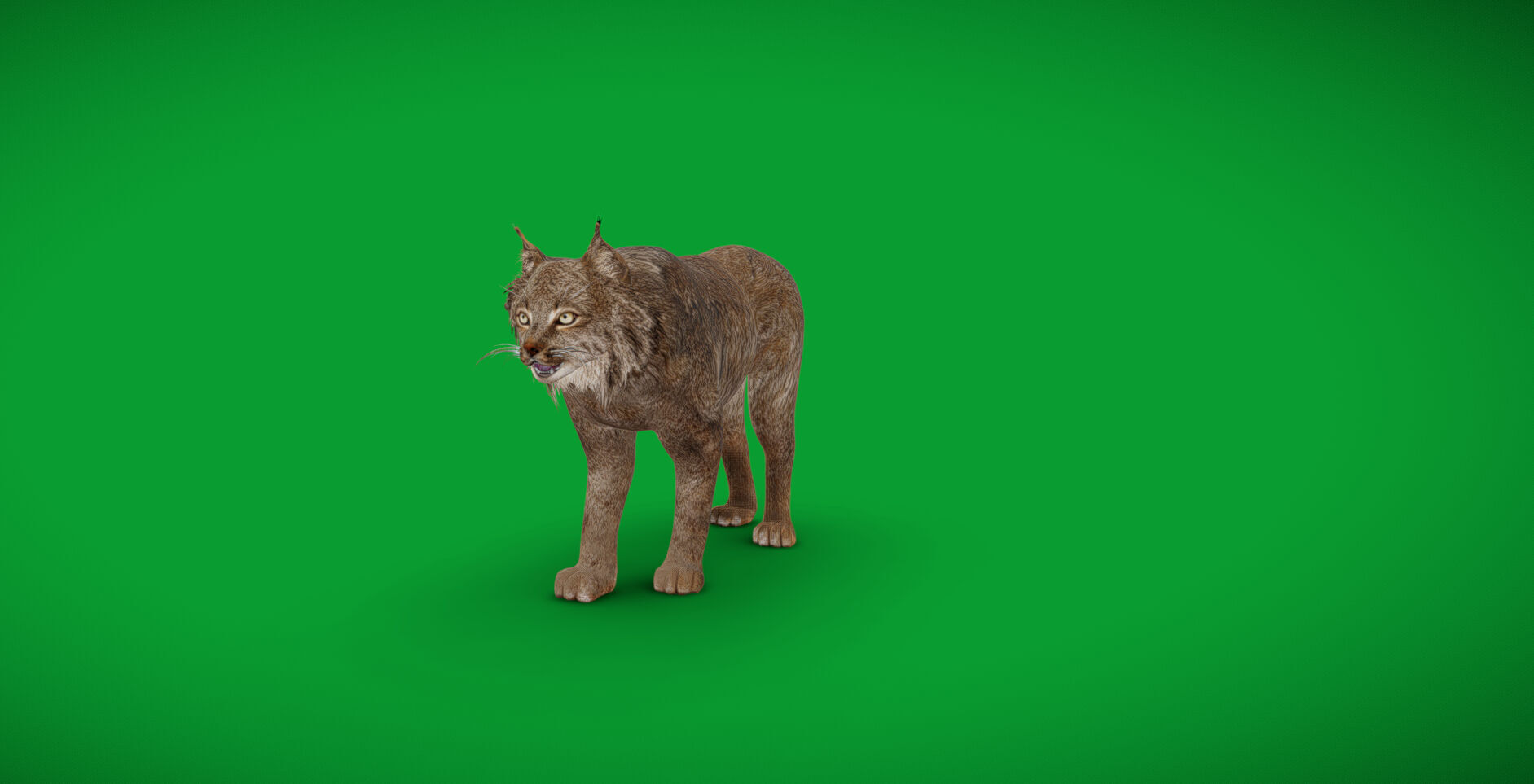 Canadian Lynx 3D model_59
