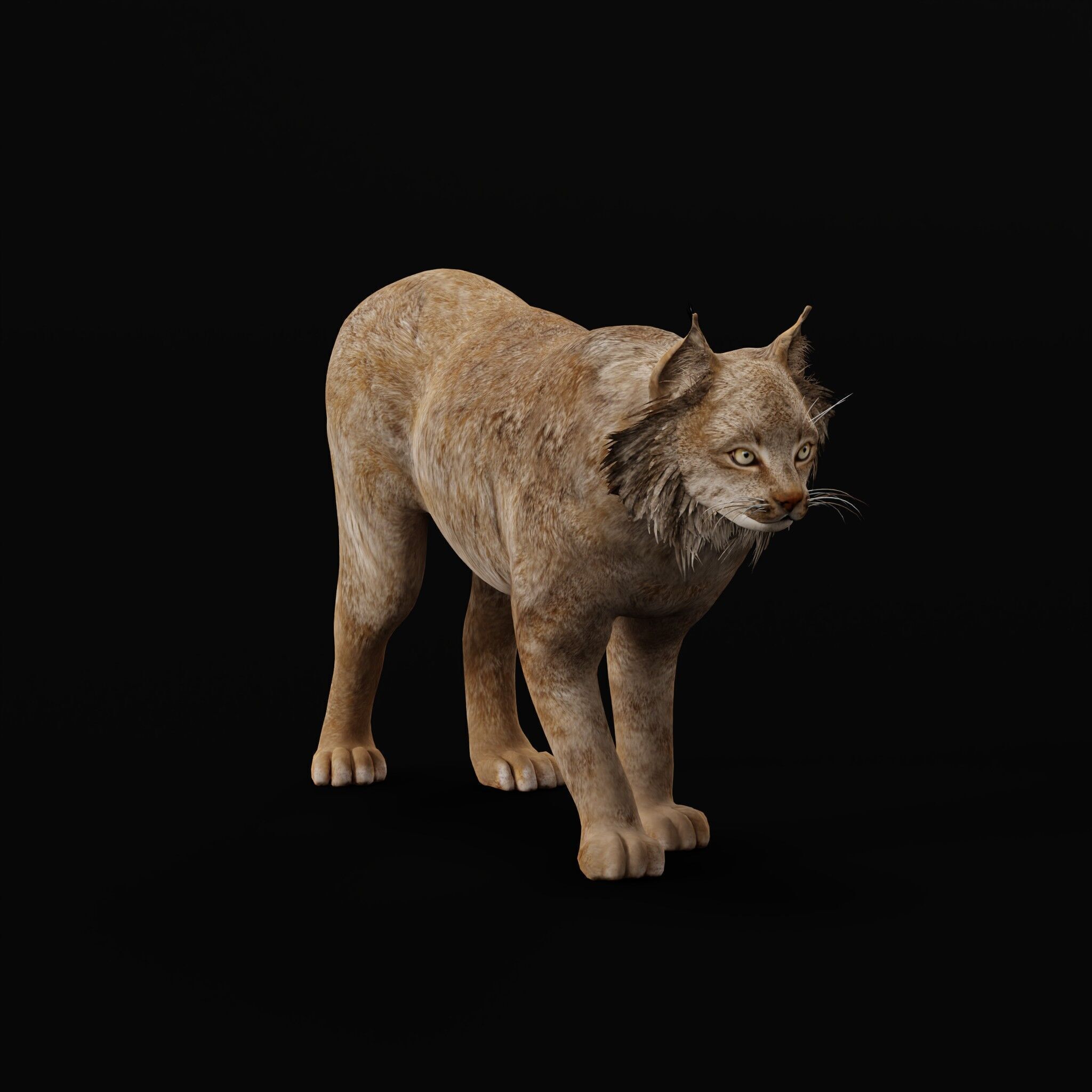 Canadian Lynx 3D model_55