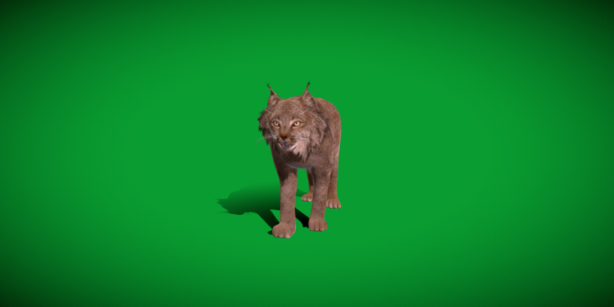 Canadian Lynx 3D model_48