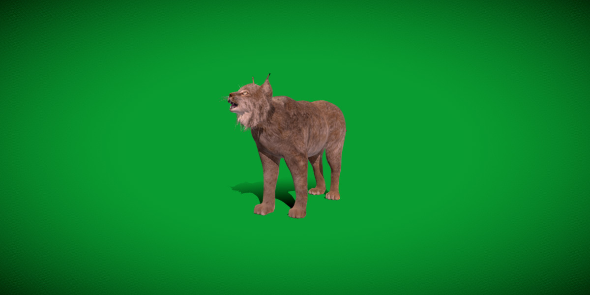 Canadian Lynx 3D model_14