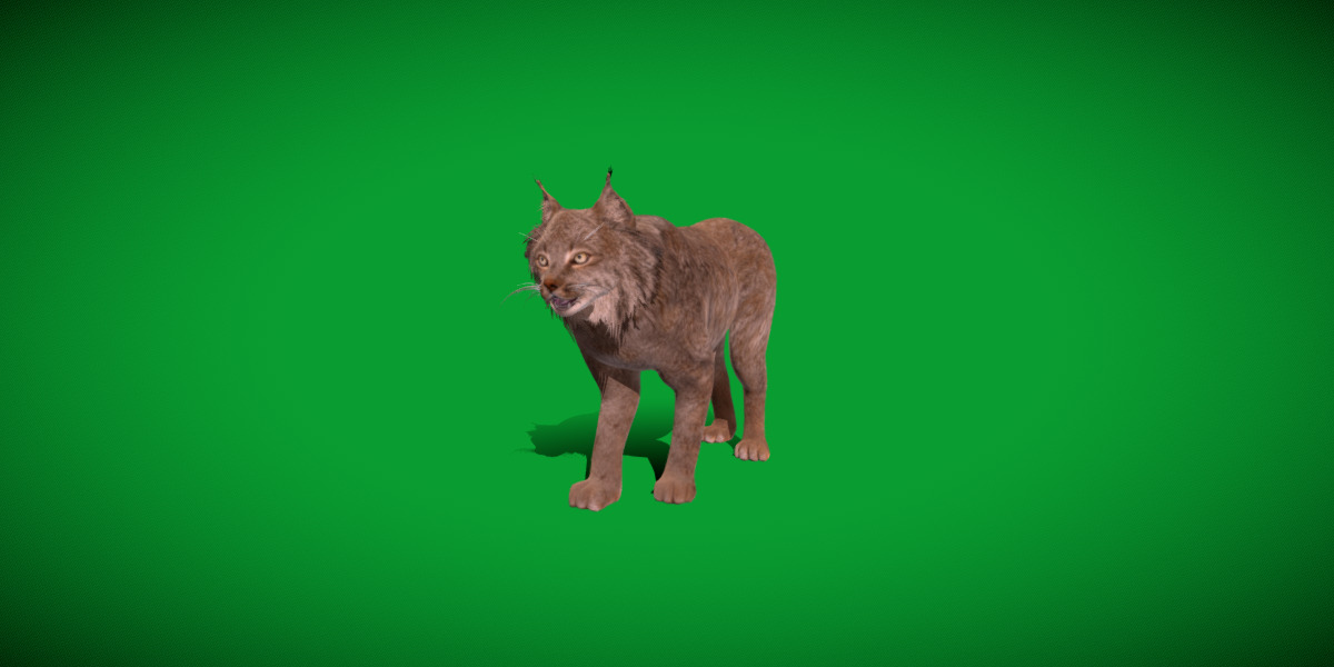 Canadian Lynx 3D model_19
