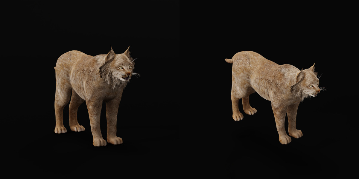 Canadian Lynx 3D model_42