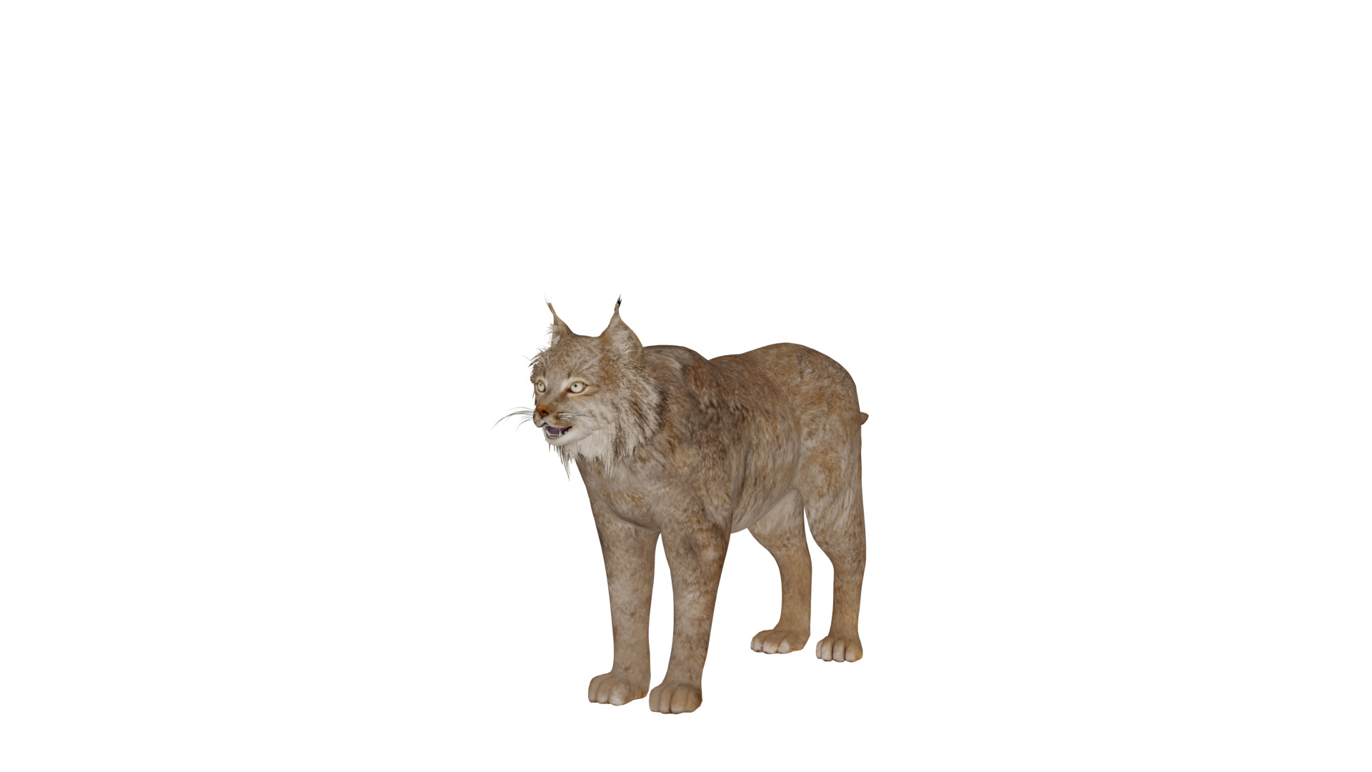 Canadian Lynx 3D model_7