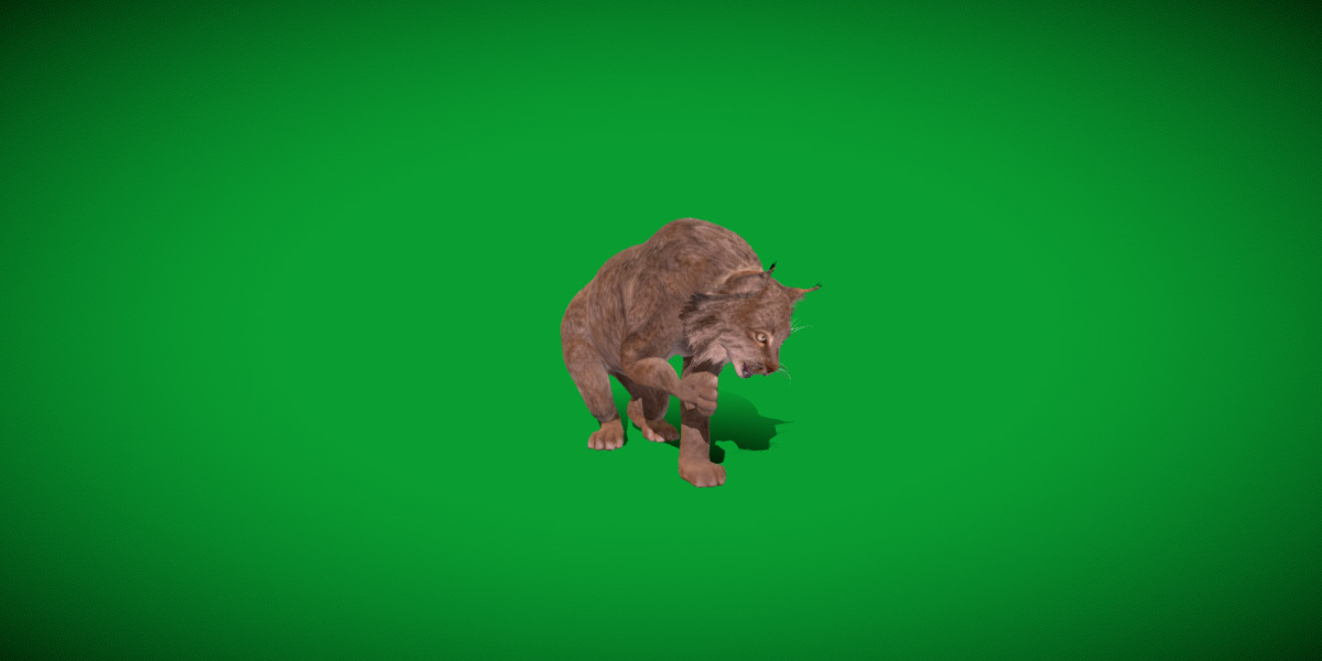 Canadian Lynx 3D model_45