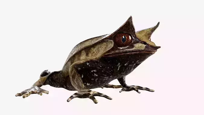 Malayan Leaf frog Low-poly 3D model
