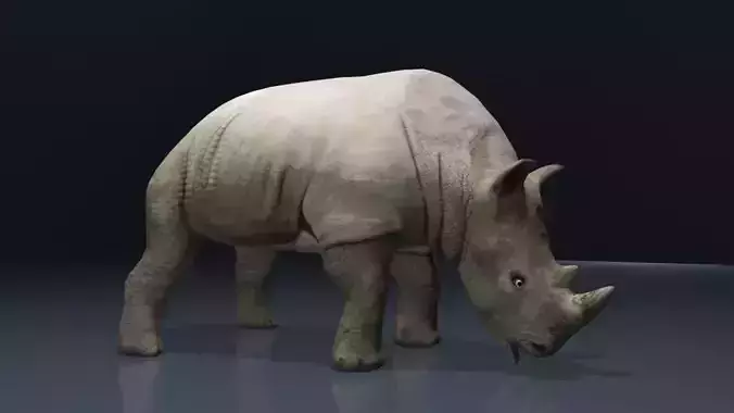 Rhino