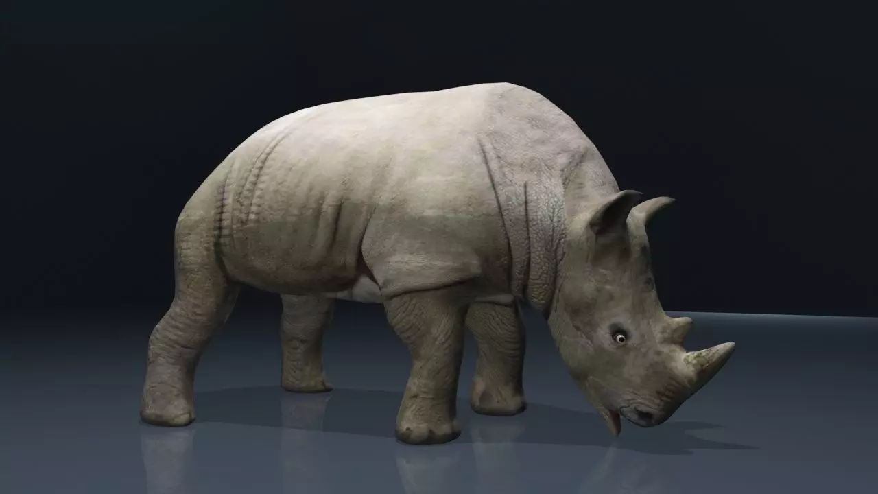 Rhino Low-poly 3D model_0