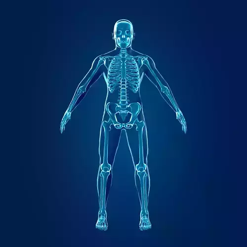 Human Skeleton -- Anatomy -- Mid-Poly Mesh