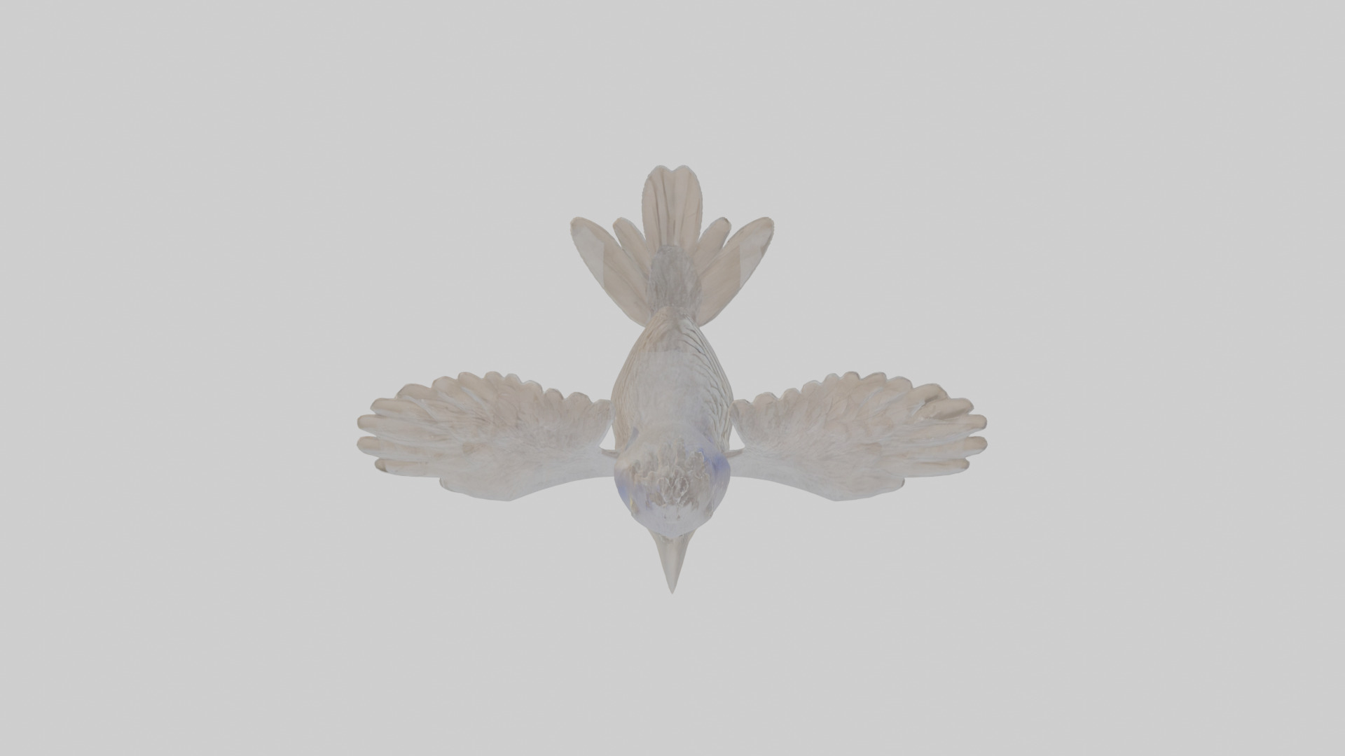 Cartoon Grackle Low-poly 3D model_23