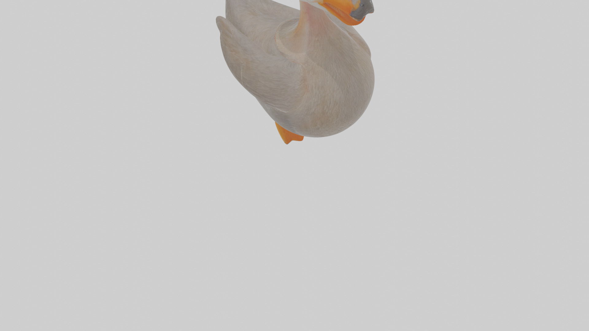 Cartoon Grebe Low-poly 3D model_10