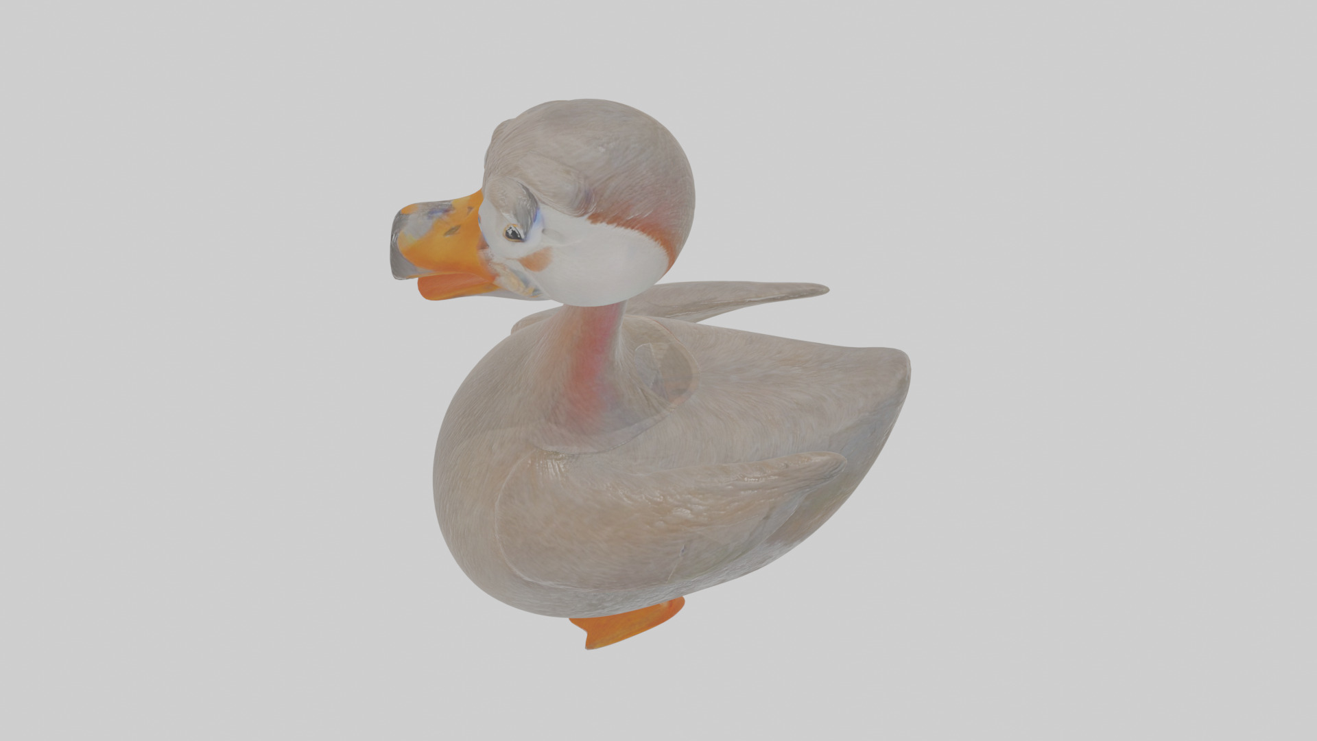 Cartoon Grebe Low-poly 3D model_27
