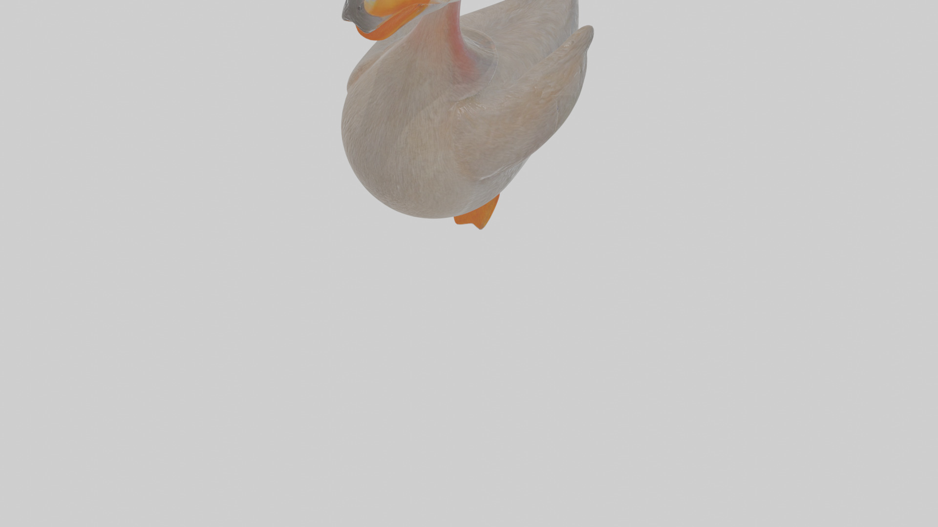 Cartoon Grebe Low-poly 3D model_8