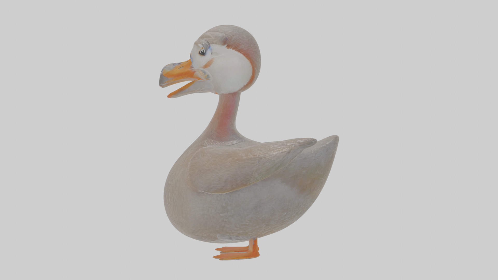 Cartoon Grebe Low-poly 3D model_19