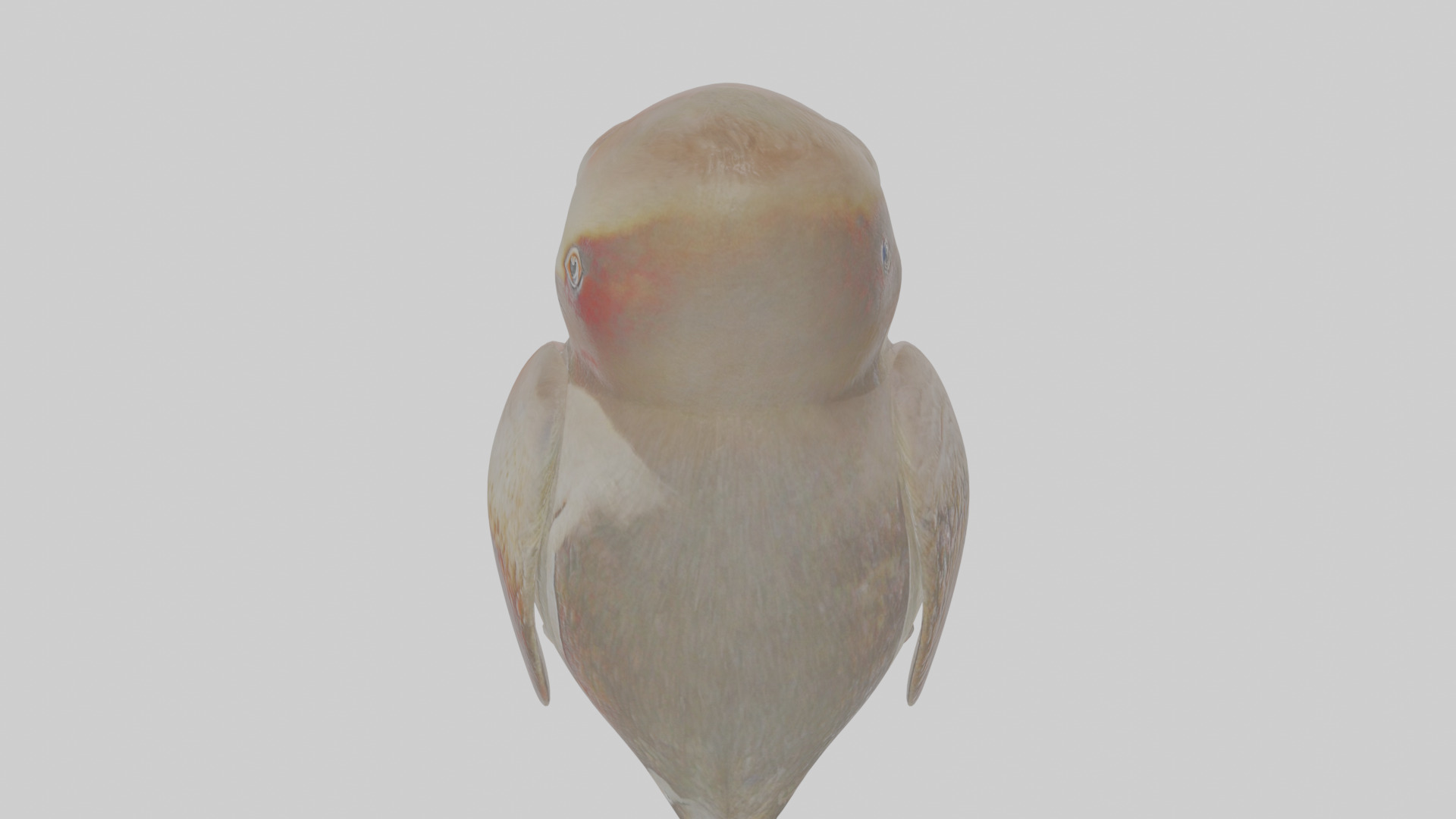 Cartoon Guillemot Low-poly 3D model_23