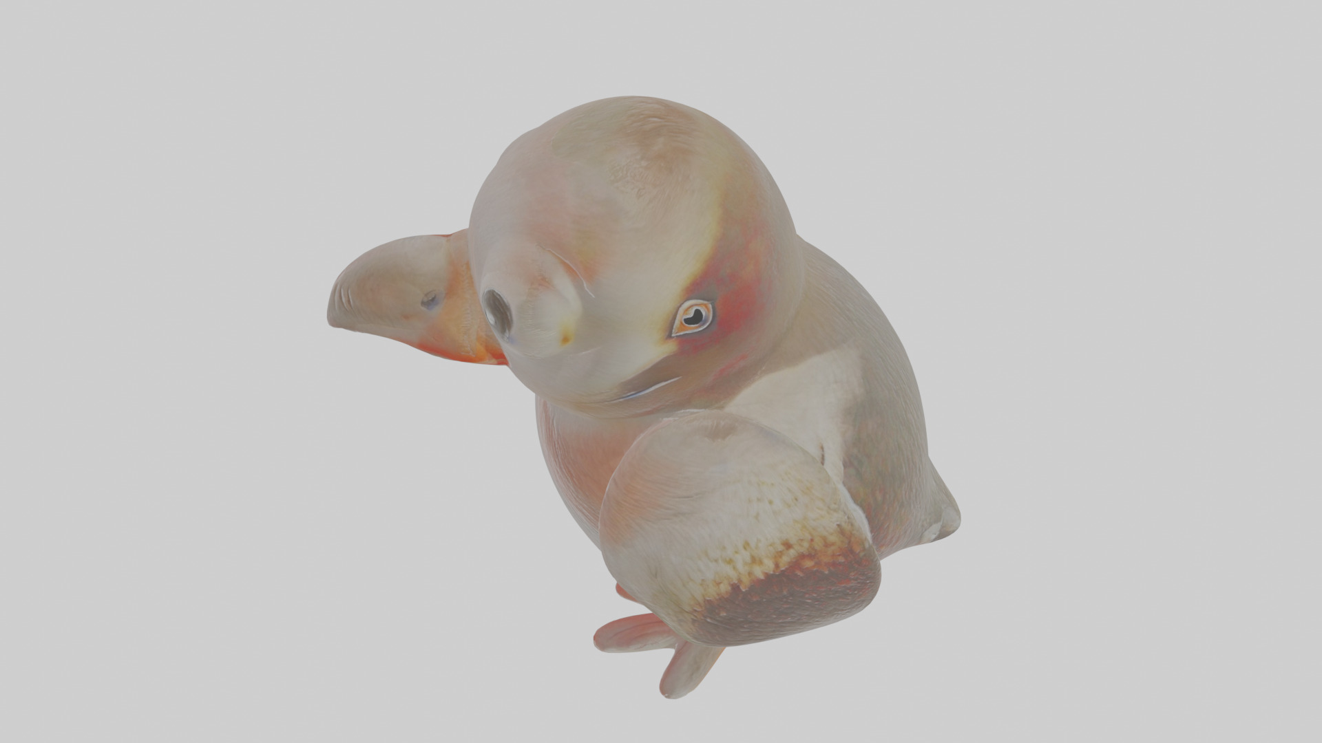 Cartoon Guillemot Low-poly 3D model_27