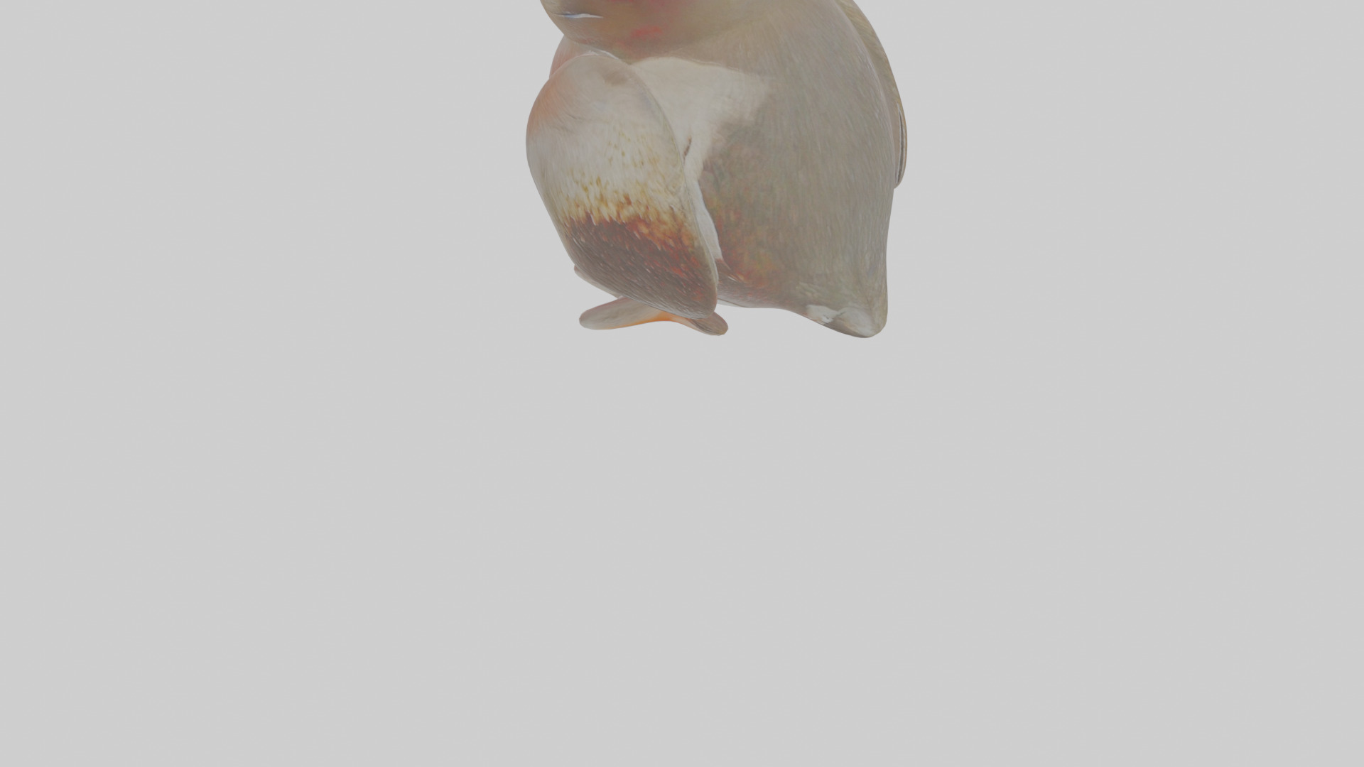 Cartoon Guillemot Low-poly 3D model_4