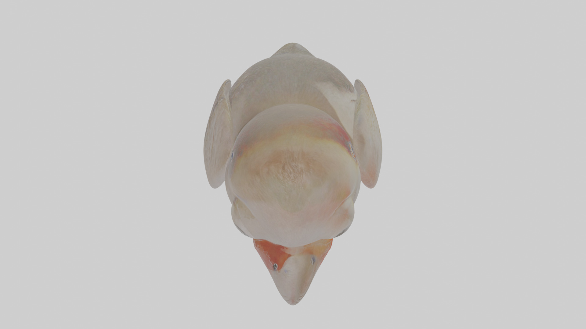 Cartoon Guillemot Low-poly 3D model_21