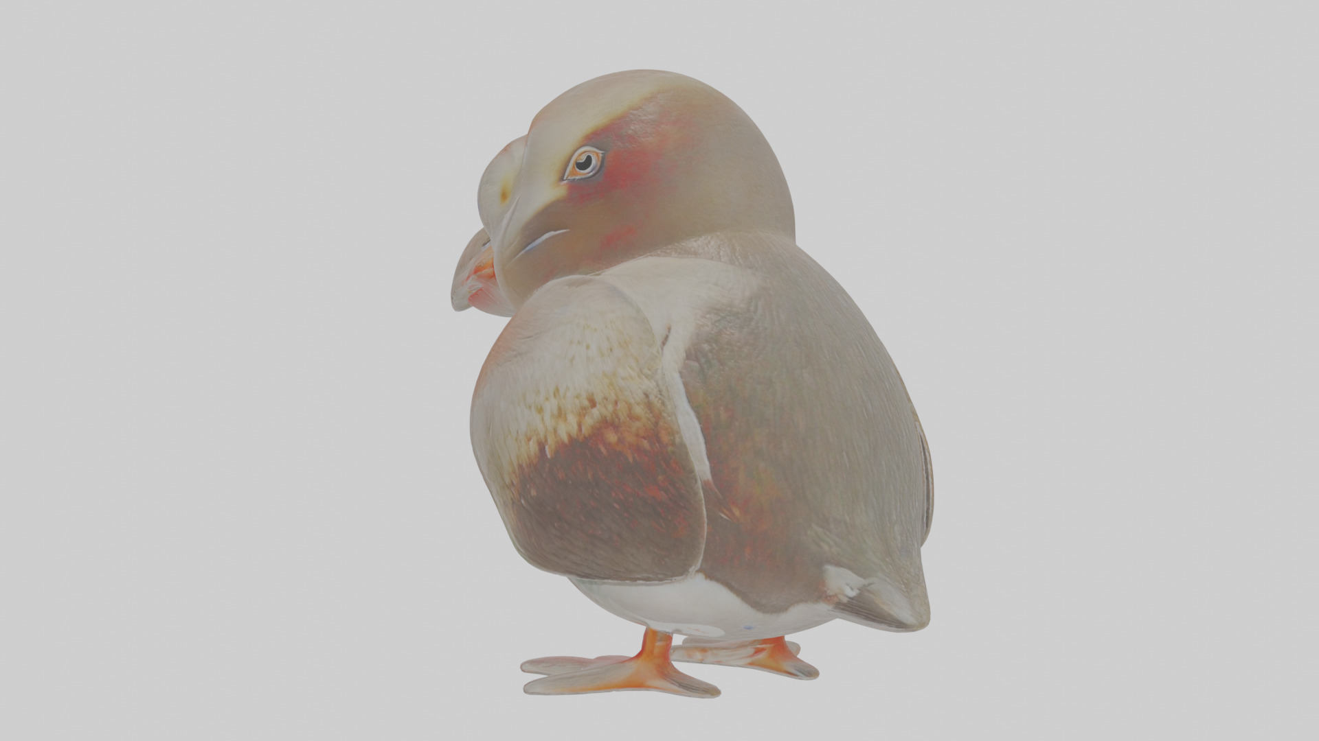 Cartoon Guillemot Low-poly 3D model_1