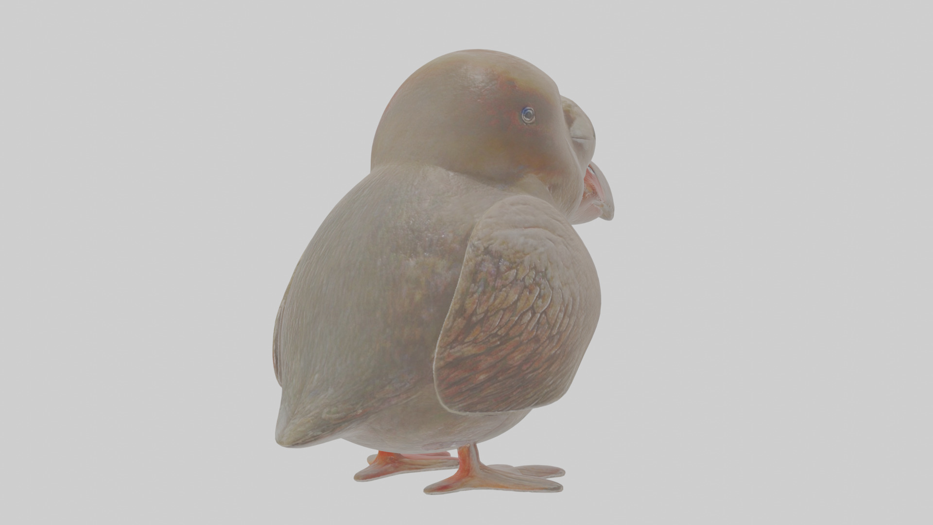 Cartoon Guillemot Low-poly 3D model_2