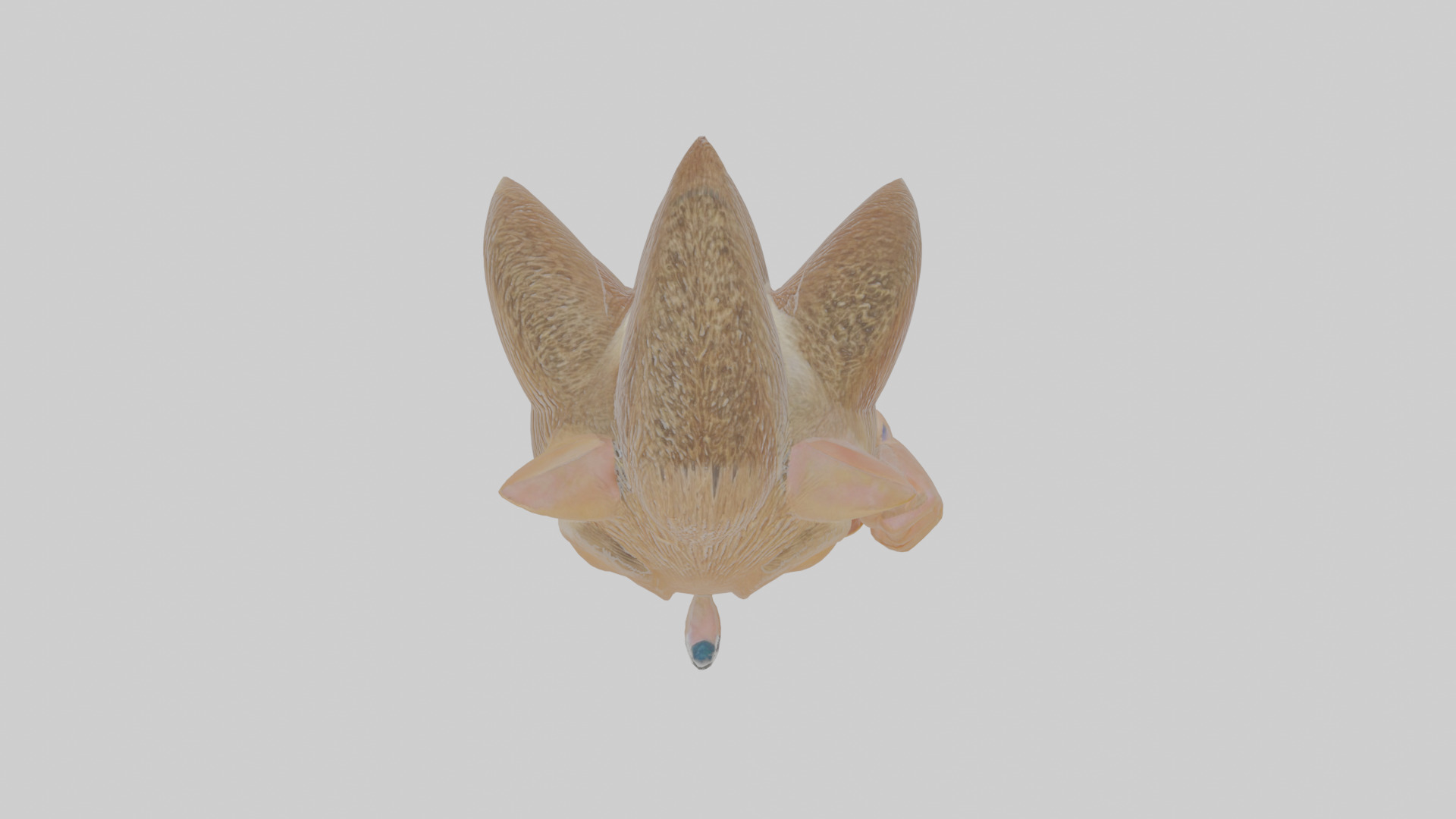 Cartoon Hedgehog Low-poly 3D model_22