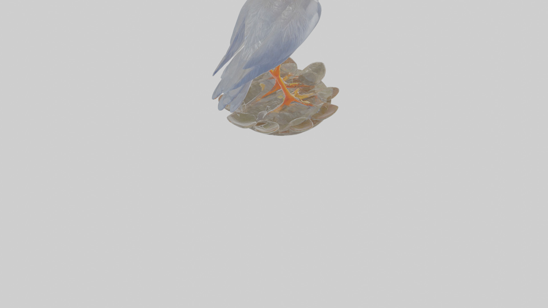 Cartoon Heron Low-poly 3D model_6