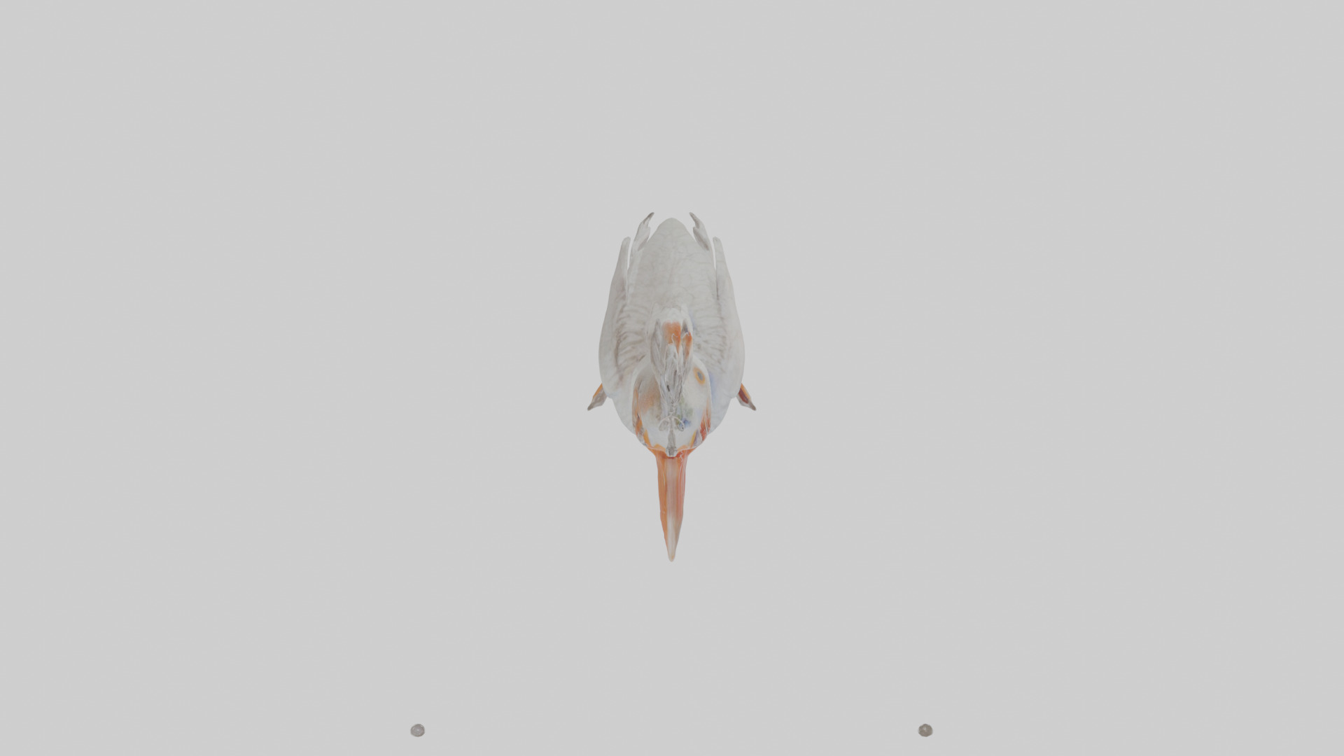 Cartoon Ibis Low-poly 3D model_23