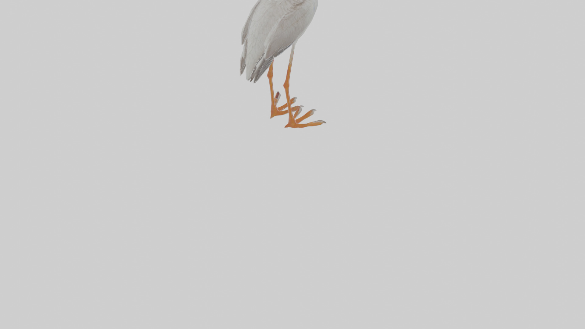 Cartoon Ibis Low-poly 3D model_8