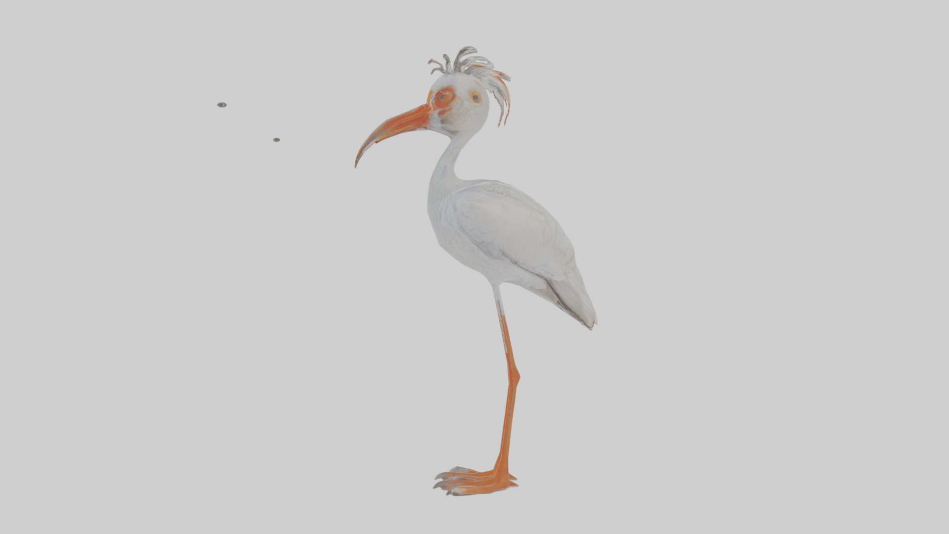 Cartoon Ibis Low-poly 3D model_19