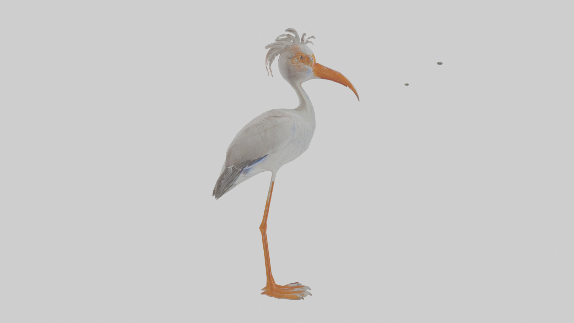 Cartoon Ibis Low-poly 3D model_21
