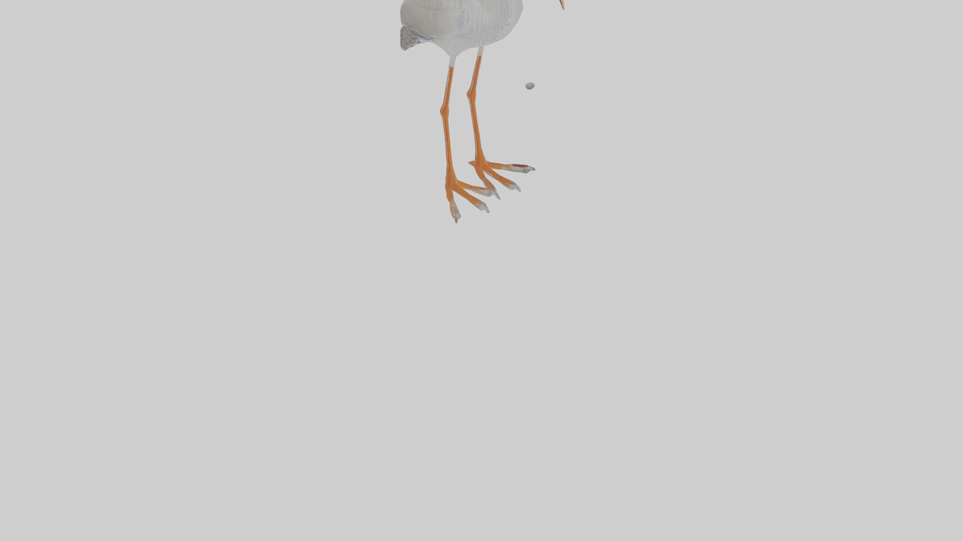 Cartoon Ibis Low-poly 3D model_11