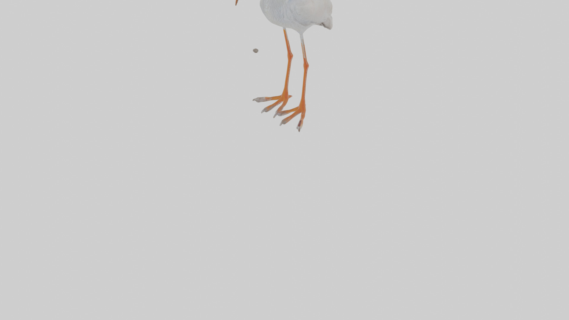 Cartoon Ibis Low-poly 3D model_9