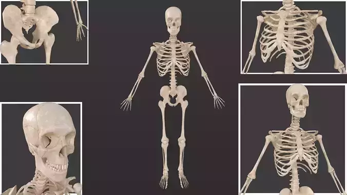 Human Skeleton PBR