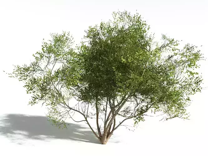 EVERYPlant European Hazel