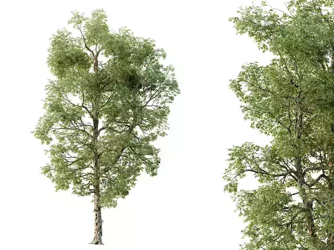 AV Plants Carya Glabra Ovalis Caryer Rouge Hickory02 3D model