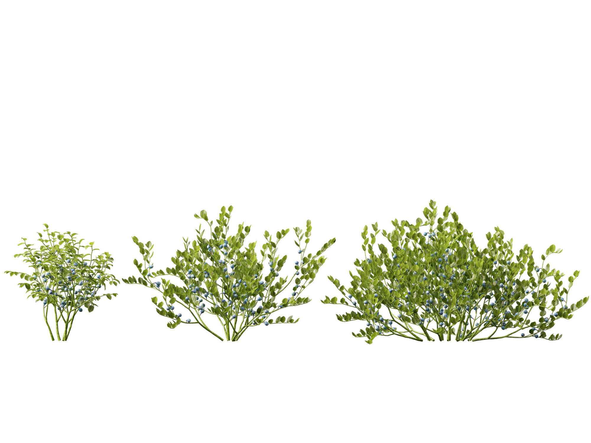 Highpoly Low poly - Vaccinium myrtillus - bilberry Low-poly 3D model_8