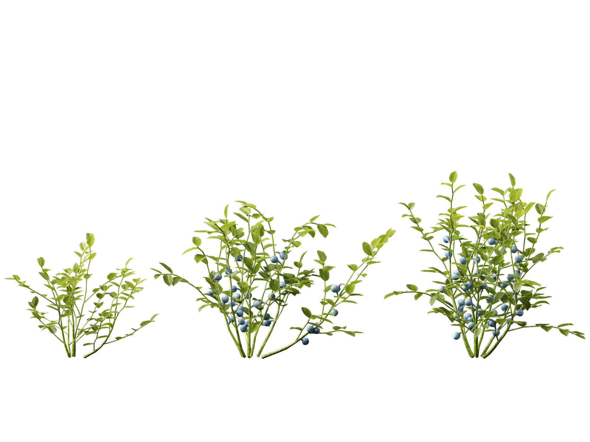 Highpoly Low poly - Vaccinium myrtillus - bilberry Low-poly 3D model_6