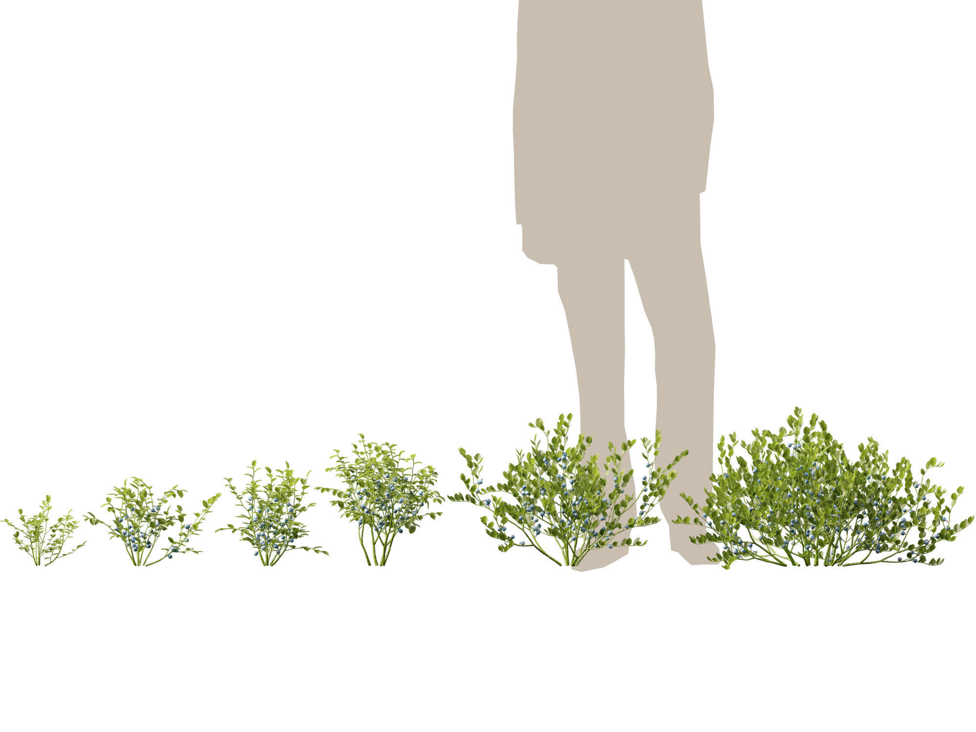 Highpoly Low poly - Vaccinium myrtillus - bilberry Low-poly 3D model_1