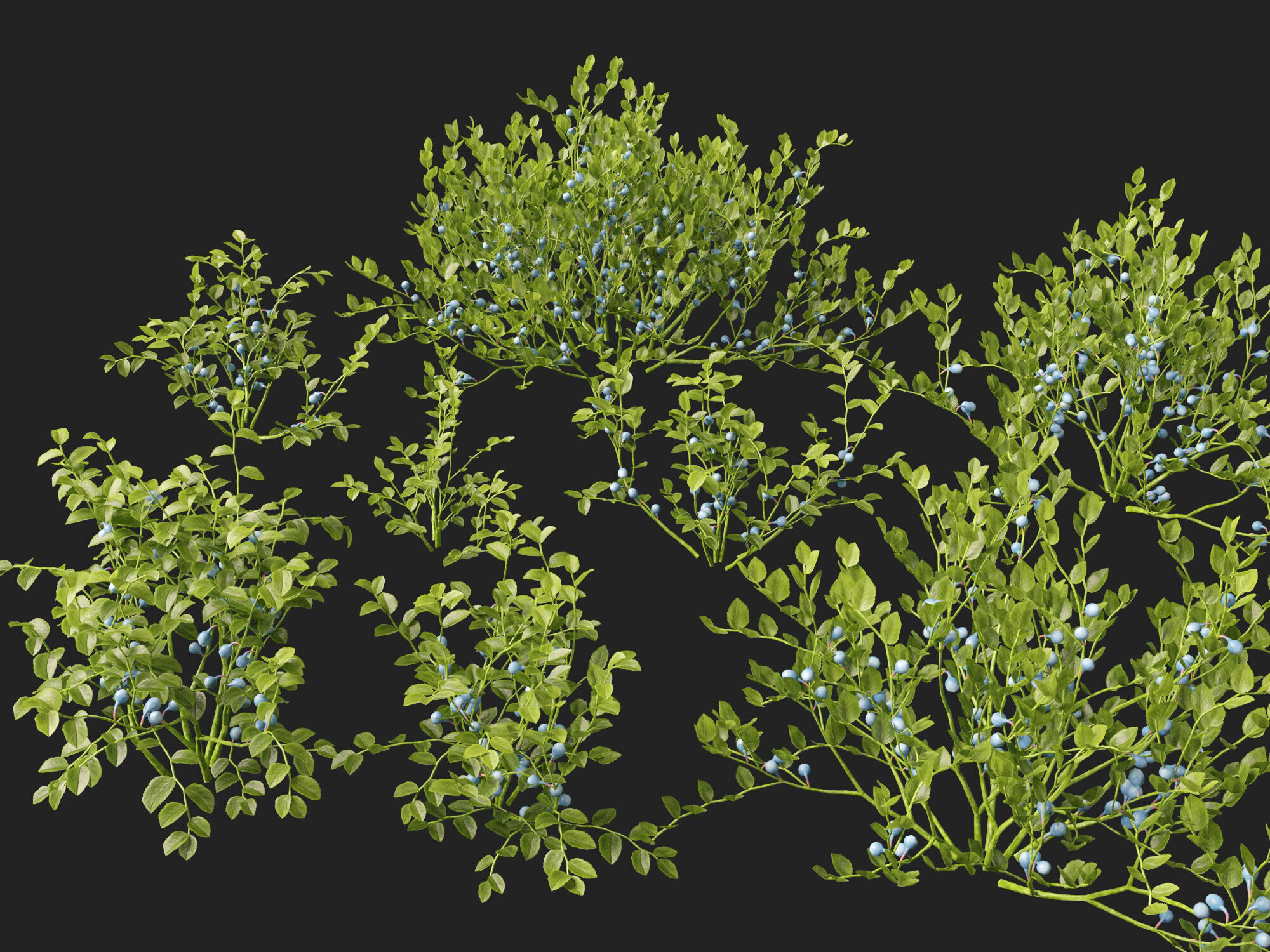 Highpoly Low poly - Vaccinium myrtillus - bilberry Low-poly 3D model_10