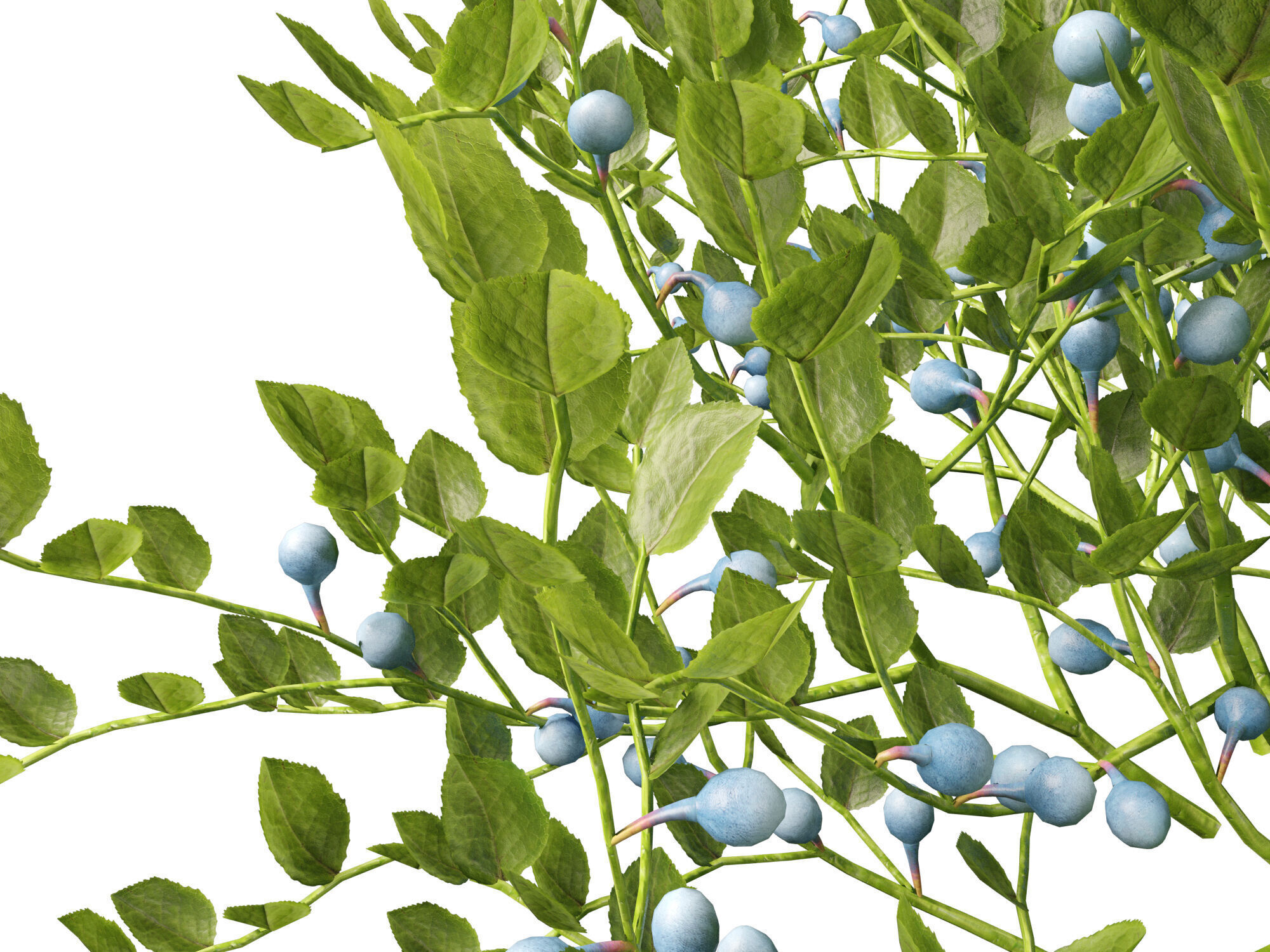 Highpoly Low poly - Vaccinium myrtillus - bilberry Low-poly 3D model_11
