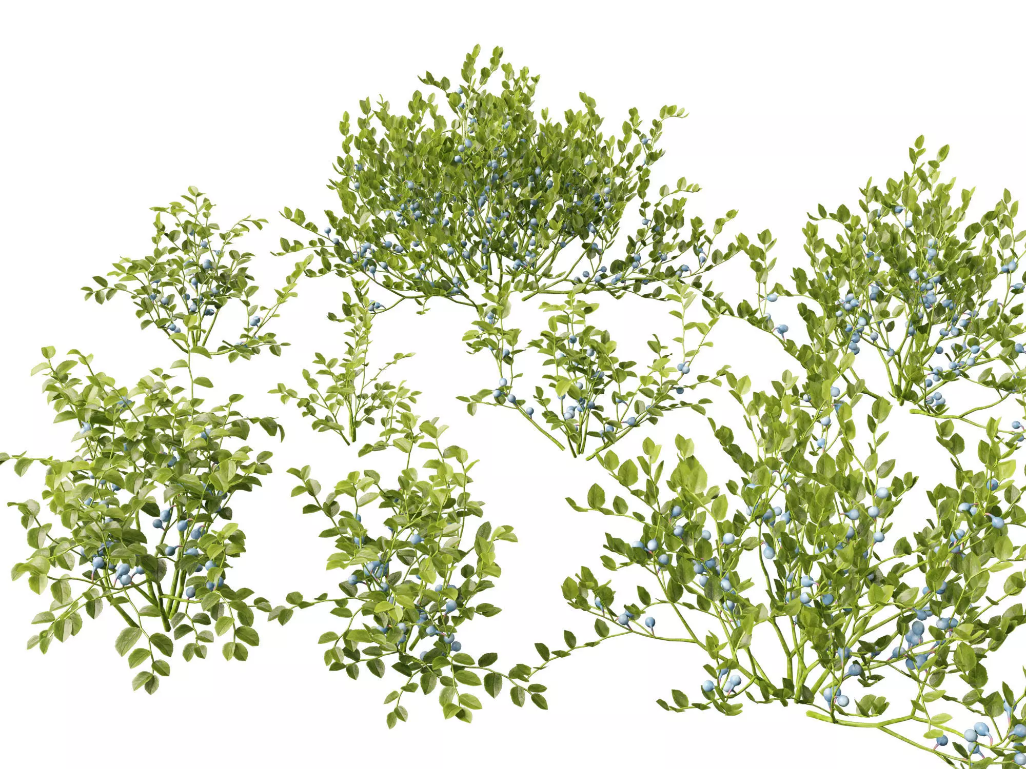 Highpoly Low poly - Vaccinium myrtillus - bilberry Low-poly 3D model_0