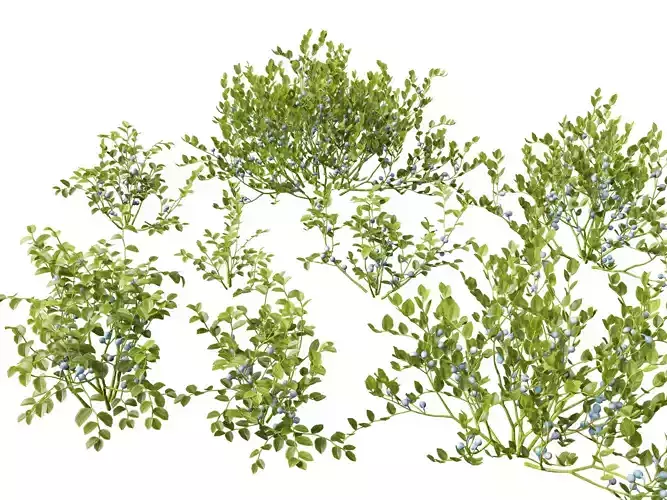 Highpoly Low poly - Vaccinium myrtillus - bilberry