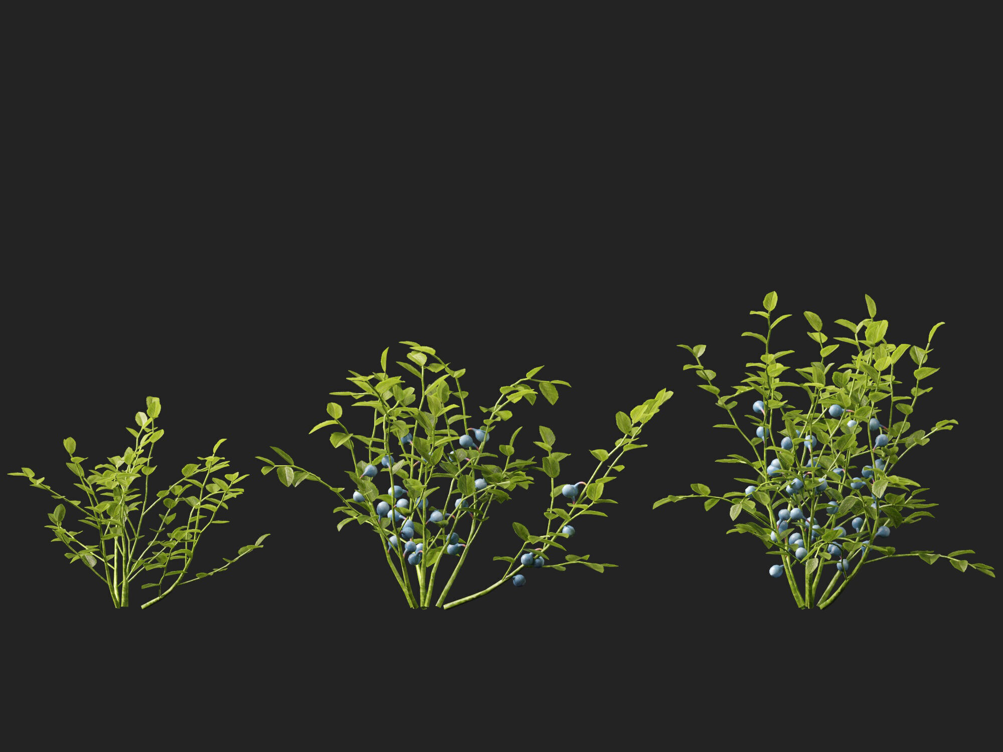 Highpoly Low poly - Vaccinium myrtillus - bilberry Low-poly 3D model_7