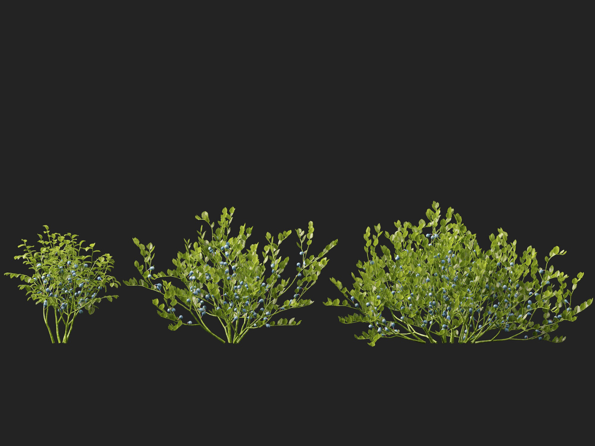 Highpoly Low poly - Vaccinium myrtillus - bilberry Low-poly 3D model_9