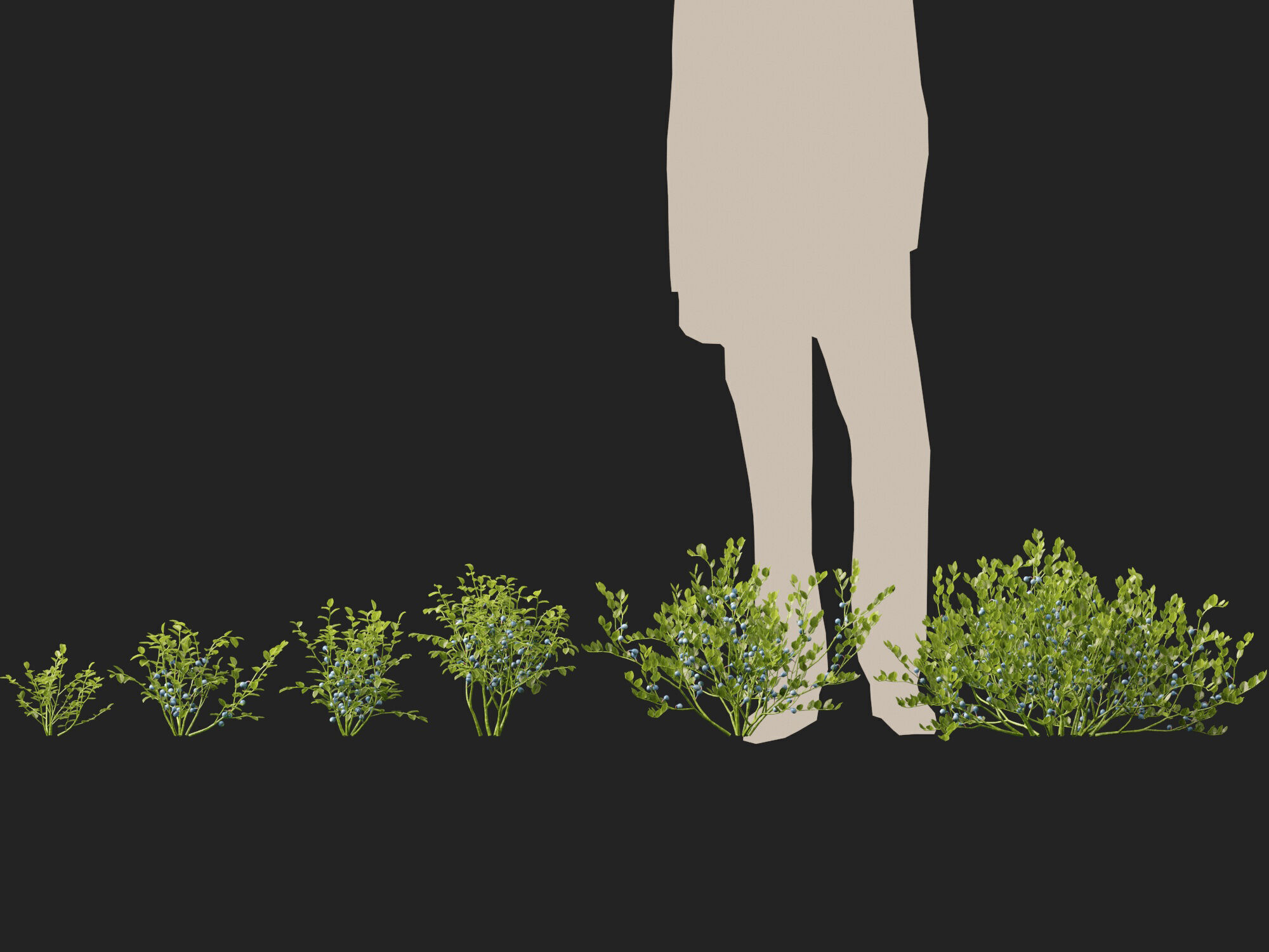 Highpoly Low poly - Vaccinium myrtillus - bilberry Low-poly 3D model_5