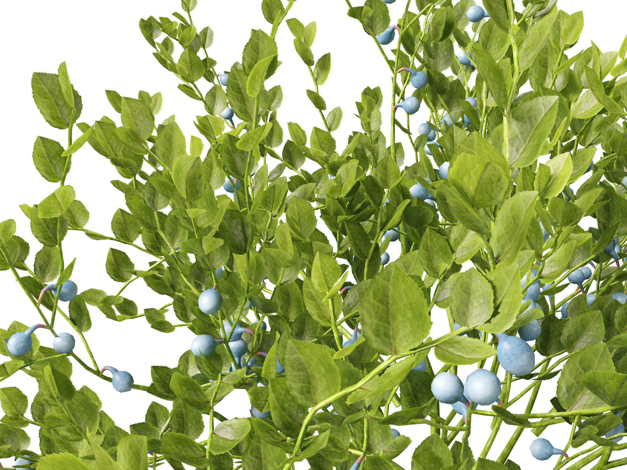 Highpoly Low poly - Vaccinium myrtillus - bilberry Low-poly 3D model_3