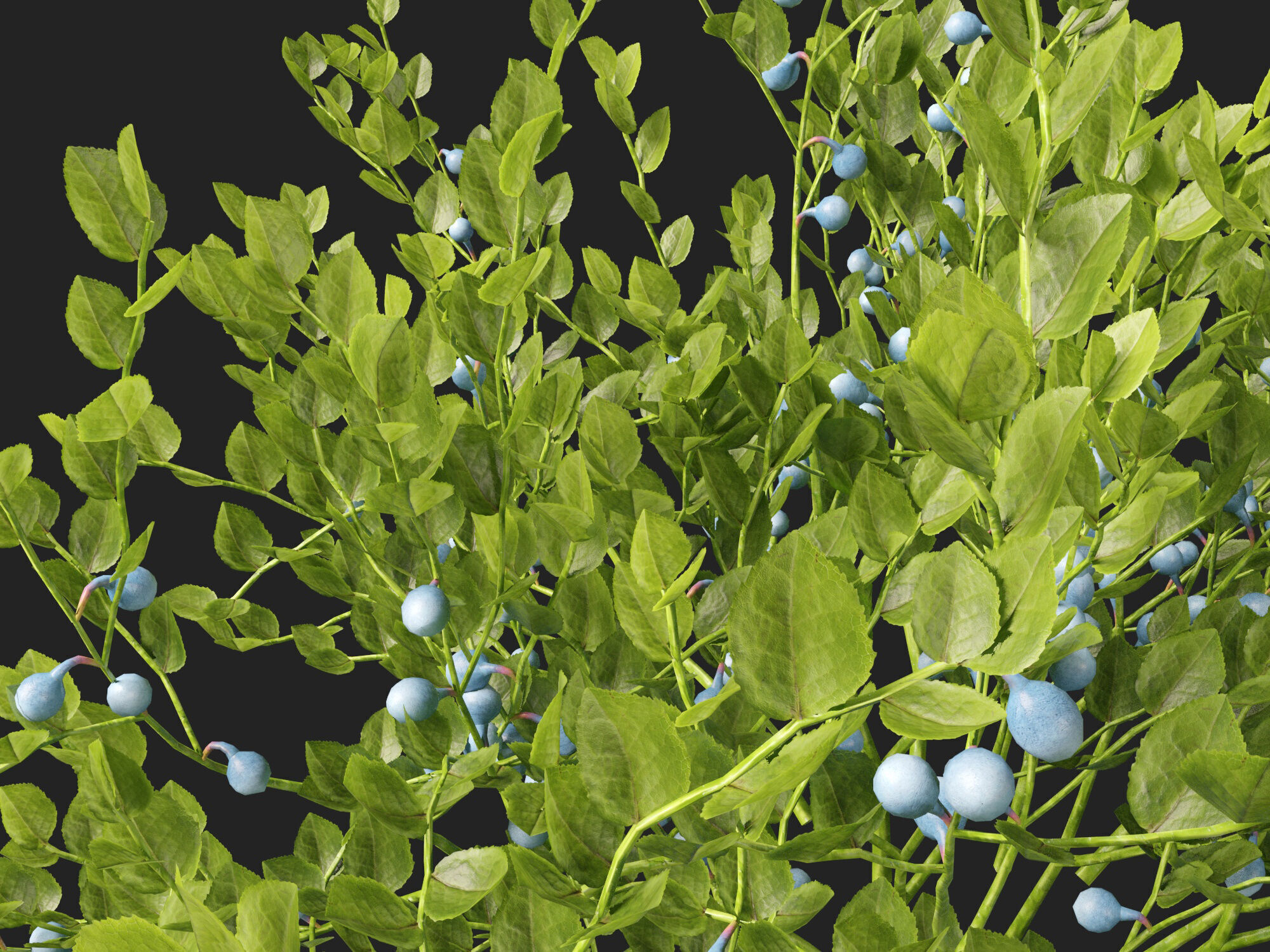 Highpoly Low poly - Vaccinium myrtillus - bilberry Low-poly 3D model_4